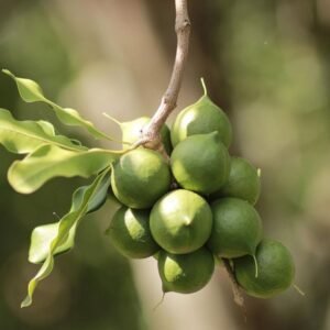 Macadamia Farm Land in Vinukonda
