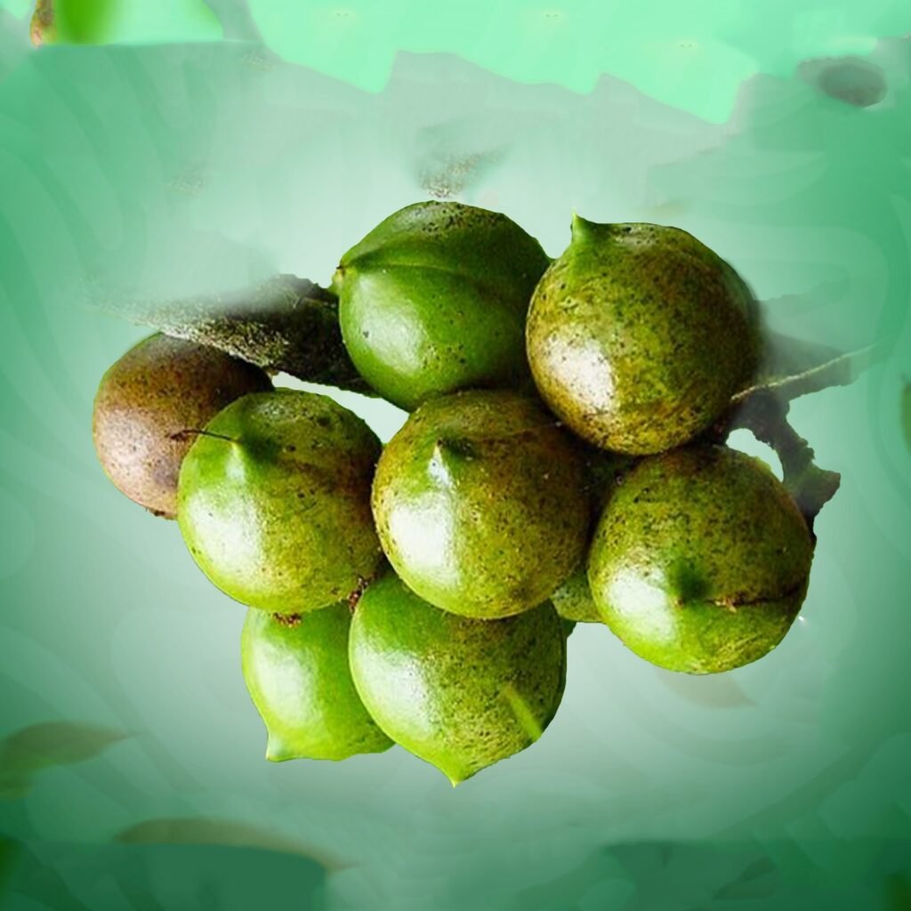 Macadamia Farm Land in Vinukonda